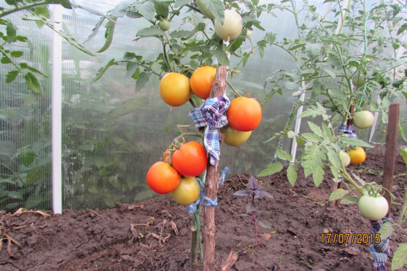 Гибрид помидоров серии Чудо помидоры Золотая Тёща