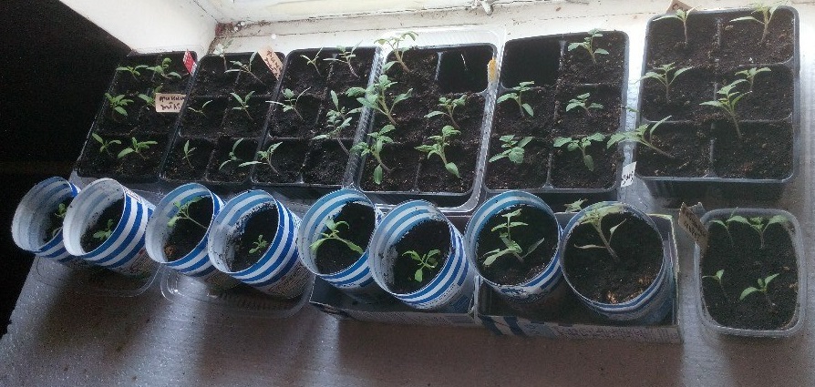 Неделю назад я пересадил свои томаты в новые контейнеры(сверху),порядок остался тот же.Они значительно прибавили в длине за прошедшие полторы недели и продолжают так же энергично расти.